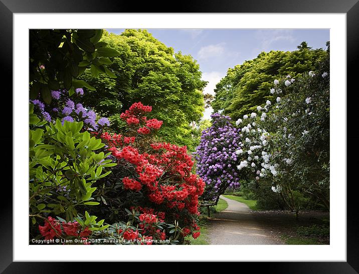 Path through Rhododendrons. Sheringham, Norfolk, U Framed Mounted Print by Liam Grant