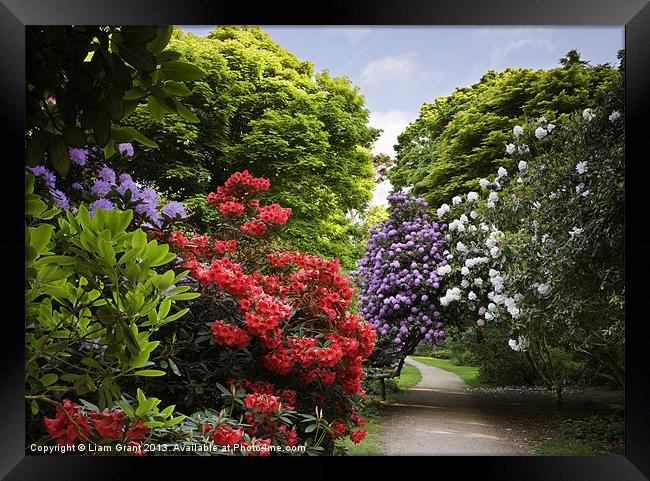 Path through Rhododendrons. Sheringham, Norfolk, U Framed Print by Liam Grant