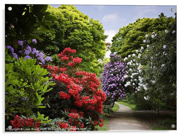 Path through Rhododendrons. Sheringham, Norfolk, U Acrylic by Liam Grant