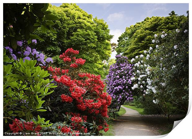 Path through Rhododendrons. Sheringham, Norfolk, U Print by Liam Grant