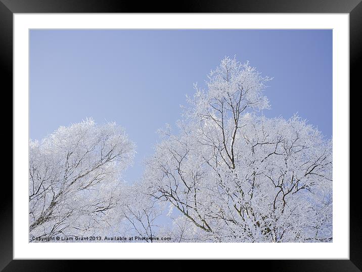 Frozen, snow covered Silver Birch trees. Norfolk,  Framed Mounted Print by Liam Grant