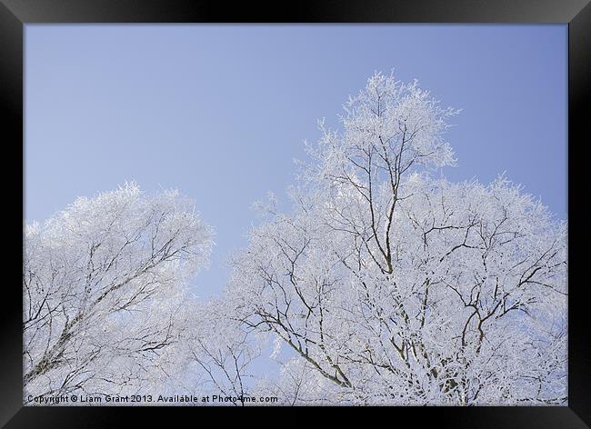 Frozen, snow covered Silver Birch trees. Norfolk,  Framed Print by Liam Grant