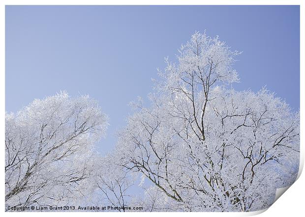 Frozen, snow covered Silver Birch trees. Norfolk,  Print by Liam Grant