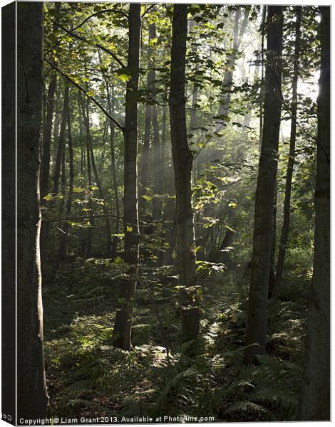 Woodland mist, Nar Valley Way. Canvas Print by Liam Grant
