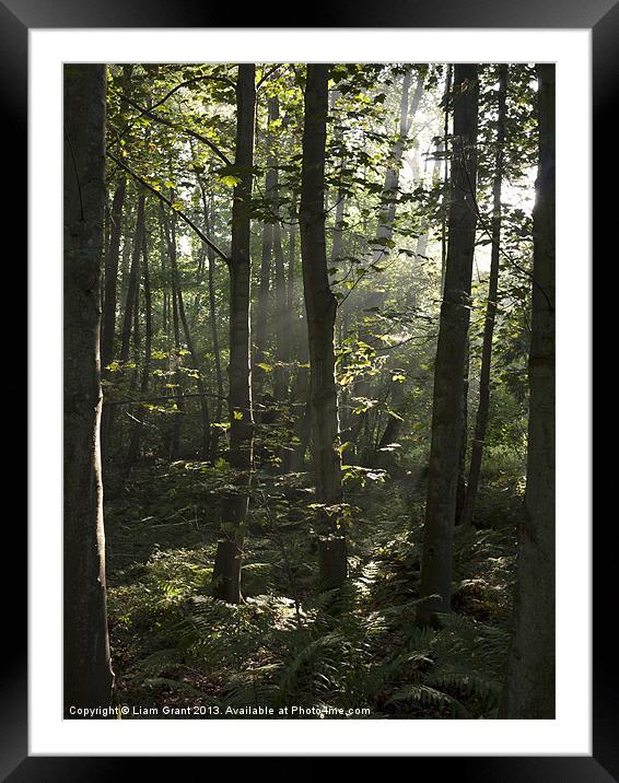 Woodland mist, Nar Valley Way. Framed Mounted Print by Liam Grant