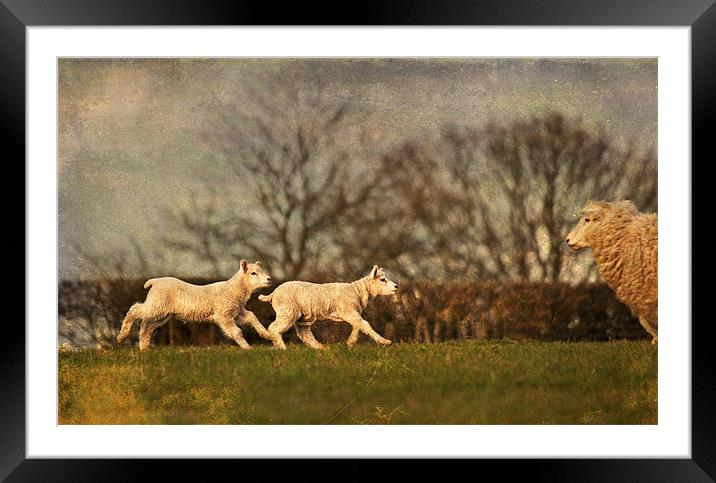 Mums Calling Framed Mounted Print by Dawn Cox