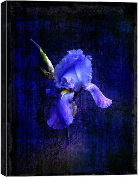 Iris Bloom Canvas Print by Debra Kelday