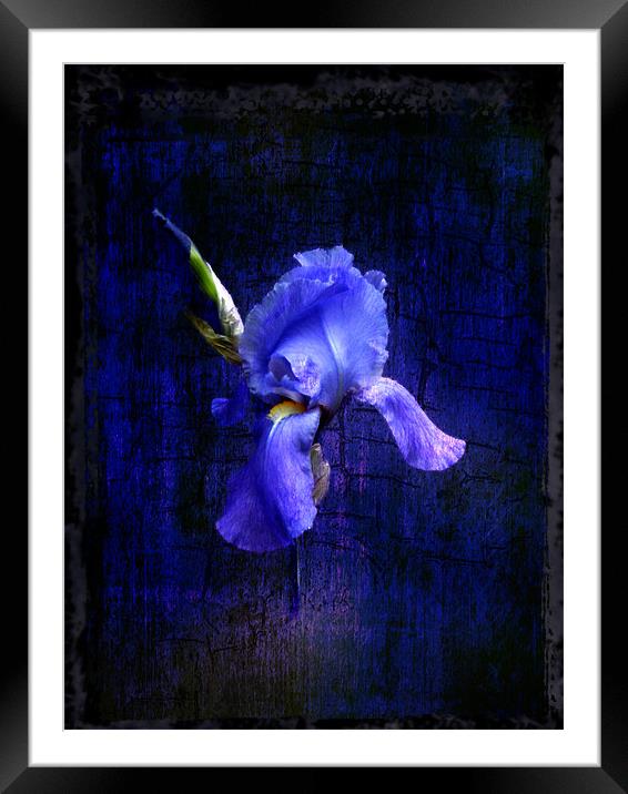 Iris Bloom Framed Mounted Print by Debra Kelday