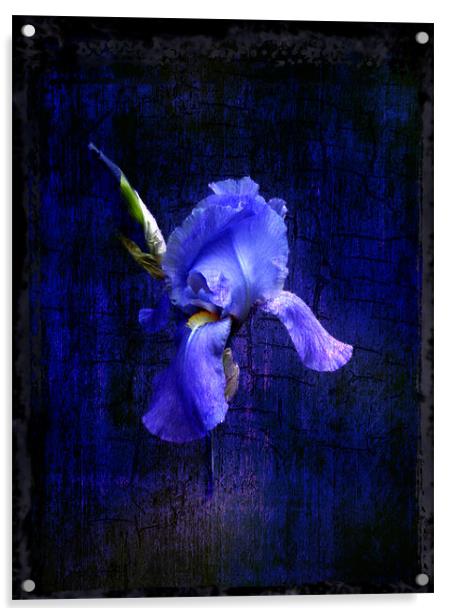 Iris Bloom Acrylic by Debra Kelday