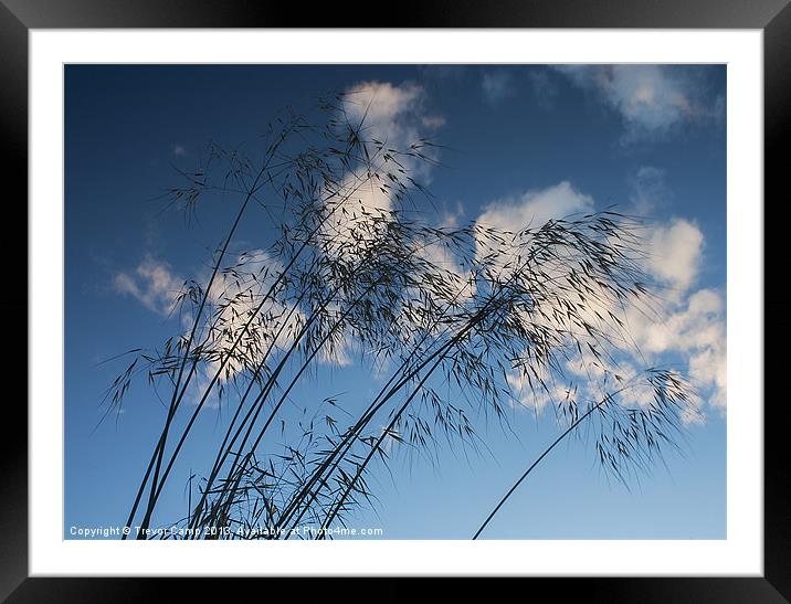 Blowing In The Wind Framed Mounted Print by Trevor Camp