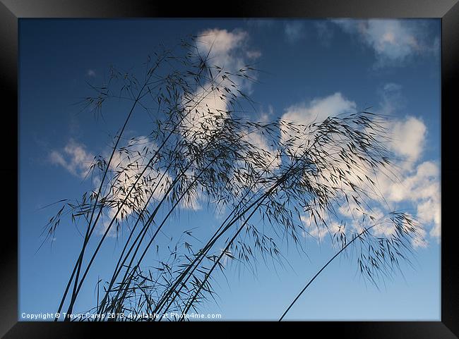 Blowing In The Wind Framed Print by Trevor Camp