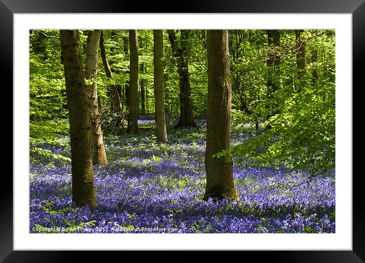 Bluebell Woods Framed Mounted Print by David Tinsley