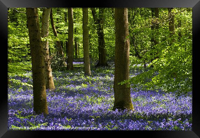 Bluebell Woods Framed Print by David Tinsley