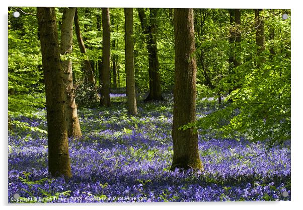 Bluebell Woods Acrylic by David Tinsley