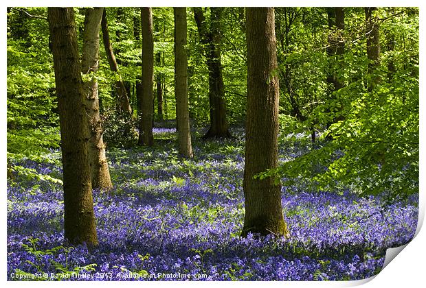 Bluebell Woods Print by David Tinsley