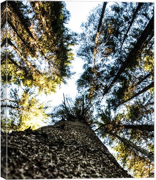 Tall Trees Canvas Print by James Combe