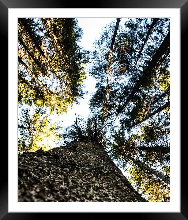 Tall Trees Framed Mounted Print by James Combe