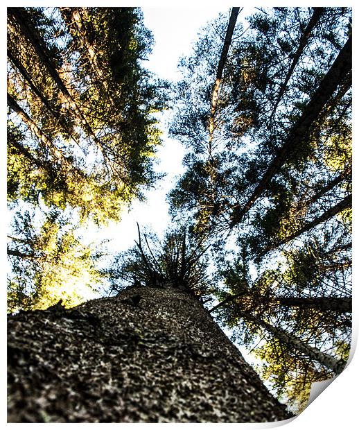 Tall Trees Print by James Combe