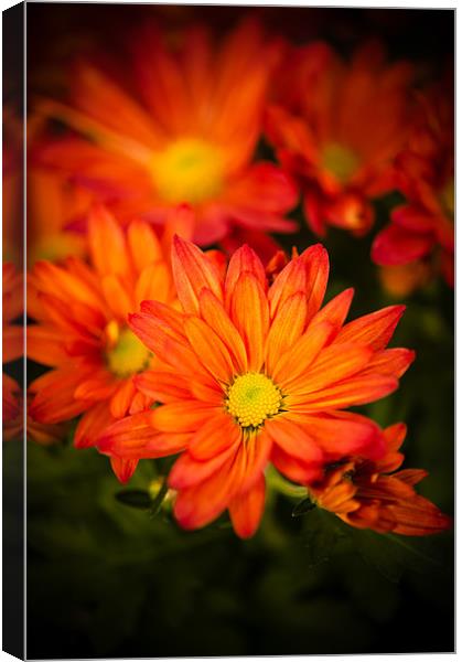 Orange Chrysanthemum Canvas Print by Mark Llewellyn