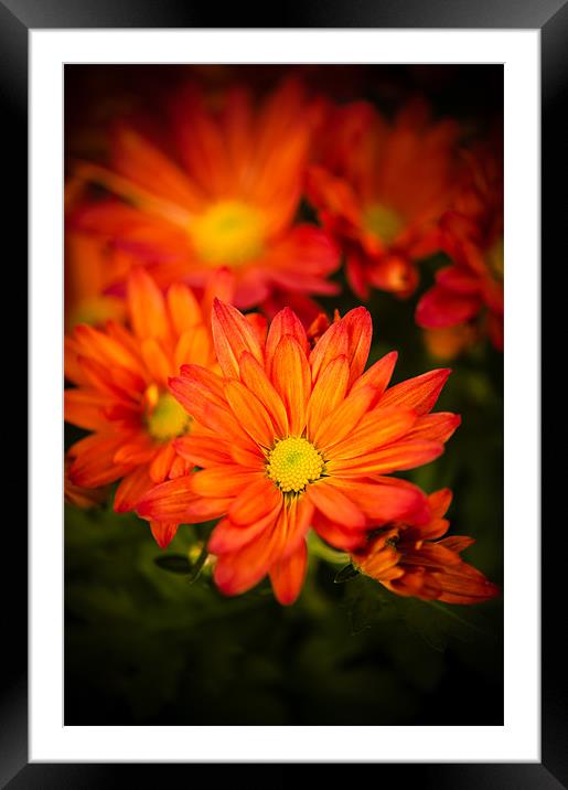 Orange Chrysanthemum Framed Mounted Print by Mark Llewellyn