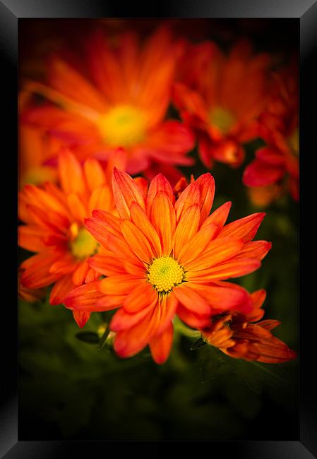 Orange Chrysanthemum Framed Print by Mark Llewellyn