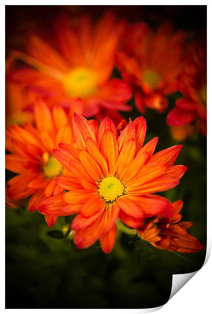 Orange Chrysanthemum Print by Mark Llewellyn