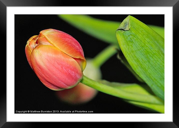 One Little Tulip Framed Mounted Print by Matthew Burniston