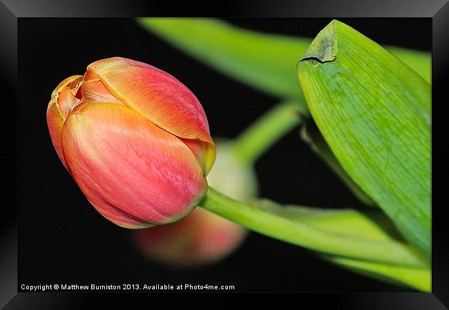 One Little Tulip Framed Print by Matthew Burniston