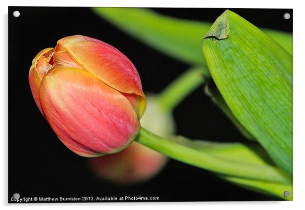 One Little Tulip Acrylic by Matthew Burniston