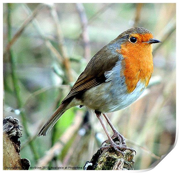 The Lookout Print by Laura McGlinn Photog