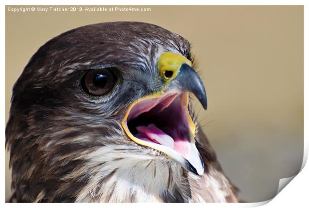 Peregrine Falcon (Falco peregrinus) Print by Mary Fletcher