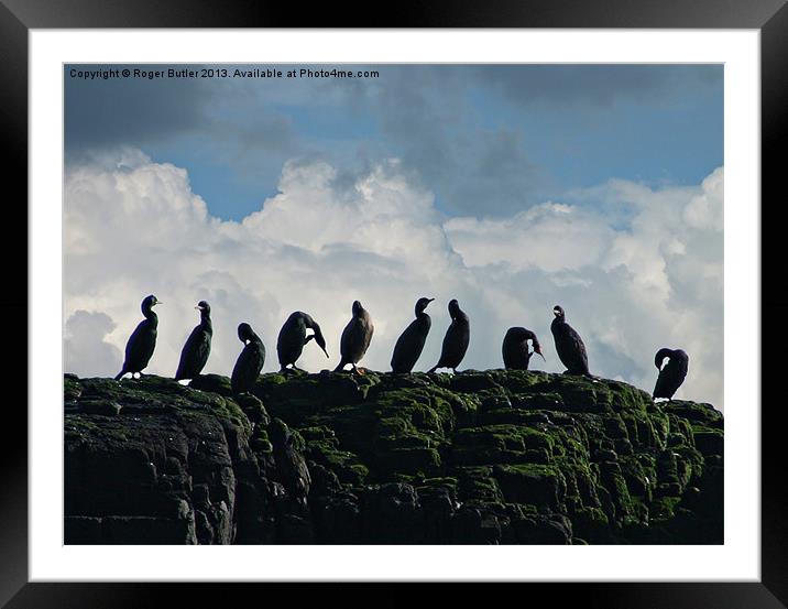 Ten Little Cormorants Sitting On a Wall Framed Mounted Print by Roger Butler