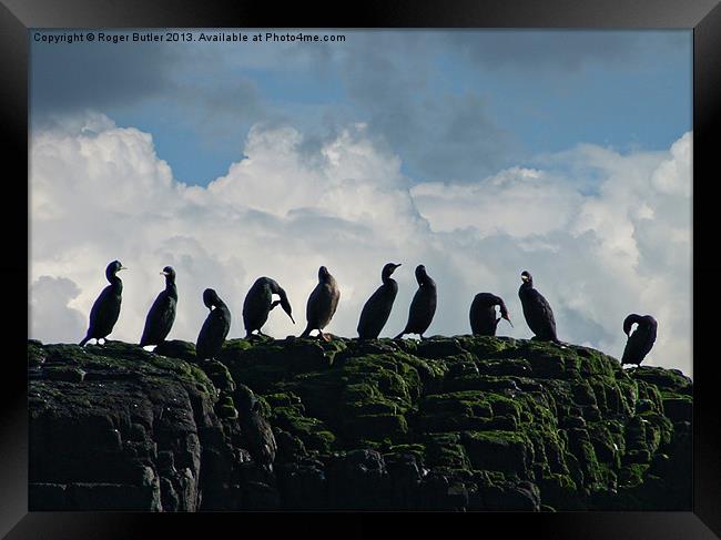 Ten Little Cormorants Sitting On a Wall Framed Print by Roger Butler