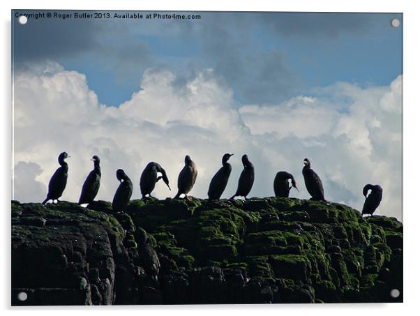 Ten Little Cormorants Sitting On a Wall Acrylic by Roger Butler