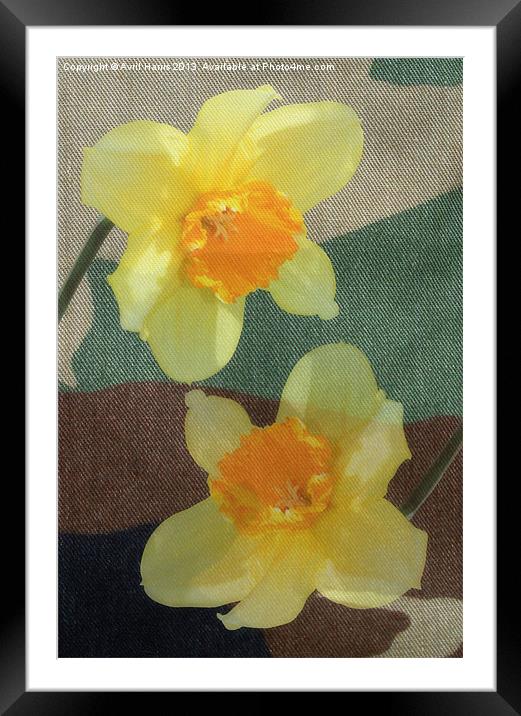 Bi Colour Daffodils Framed Mounted Print by Avril Harris