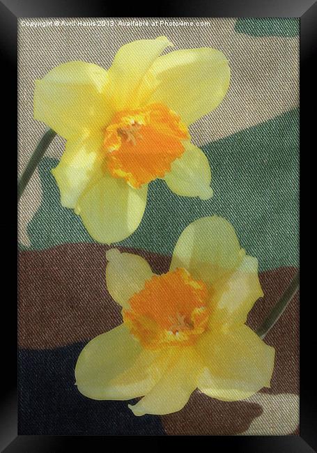 Bi Colour Daffodils Framed Print by Avril Harris