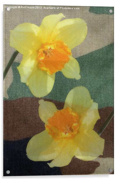 Bi Colour Daffodils Acrylic by Avril Harris