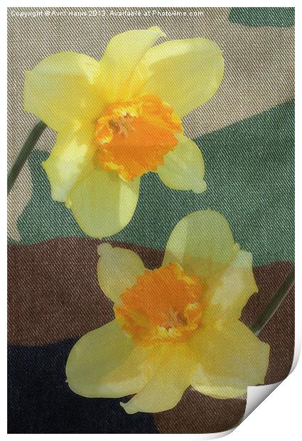 Bi Colour Daffodils Print by Avril Harris