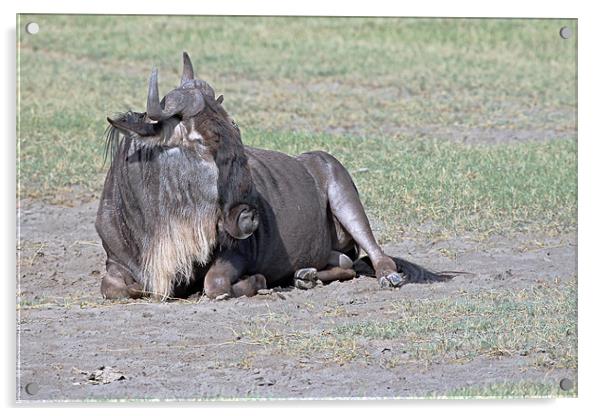 Wildebeest Resting Acrylic by Tony Murtagh