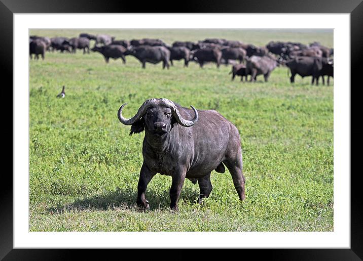African Buffalo on Guard Framed Mounted Print by Tony Murtagh