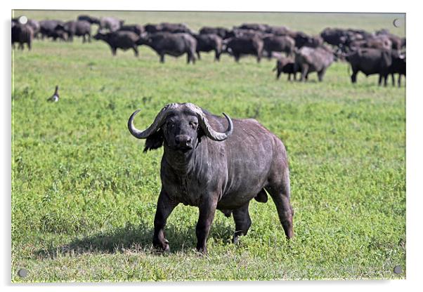 African Buffalo on Guard Acrylic by Tony Murtagh