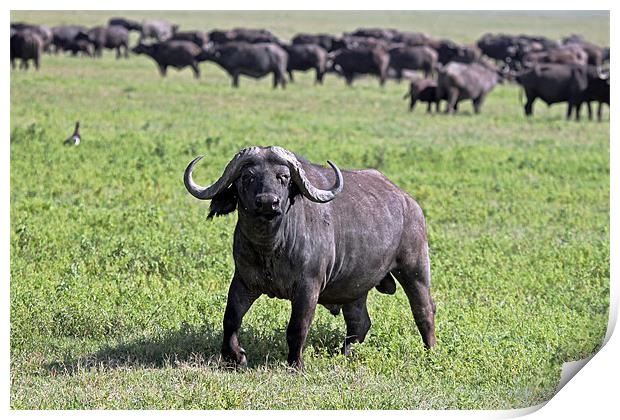 African Buffalo on Guard Print by Tony Murtagh