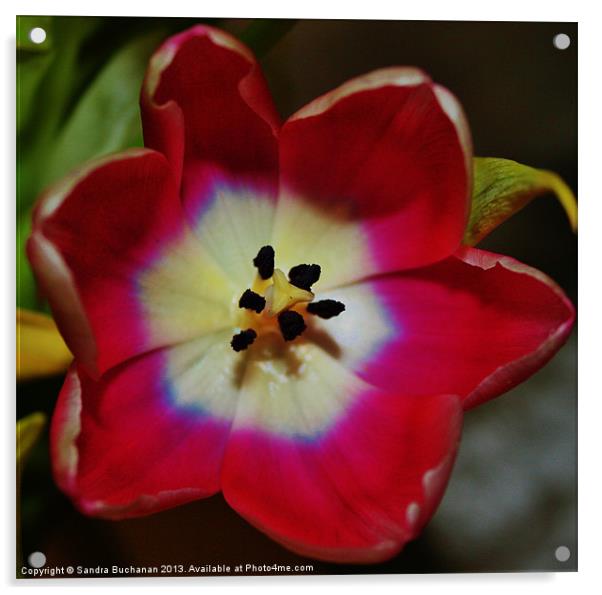 Open Pink Tulip Acrylic by Sandra Buchanan