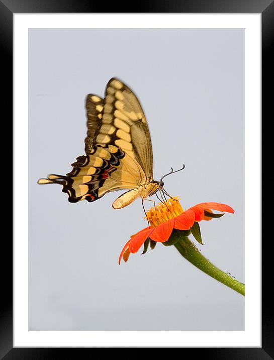 Eastern Tiger Swallowtail Butterfly Framed Mounted Print by Mike Gorton
