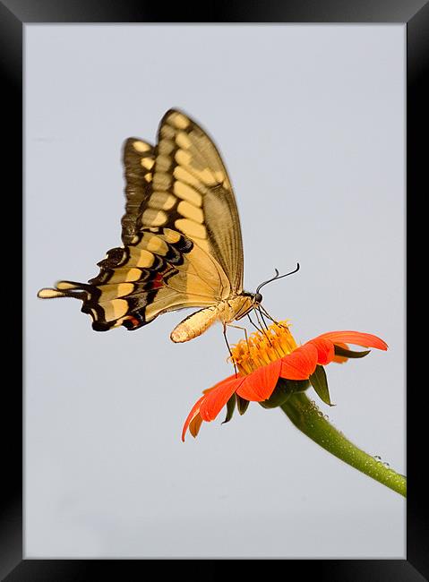 Eastern Tiger Swallowtail Butterfly Framed Print by Mike Gorton