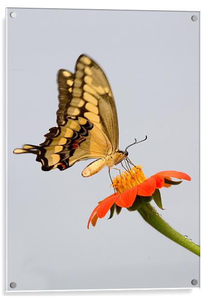 Eastern Tiger Swallowtail Butterfly Acrylic by Mike Gorton