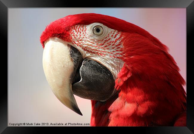 Green wing macaw Framed Print by Mark Cake