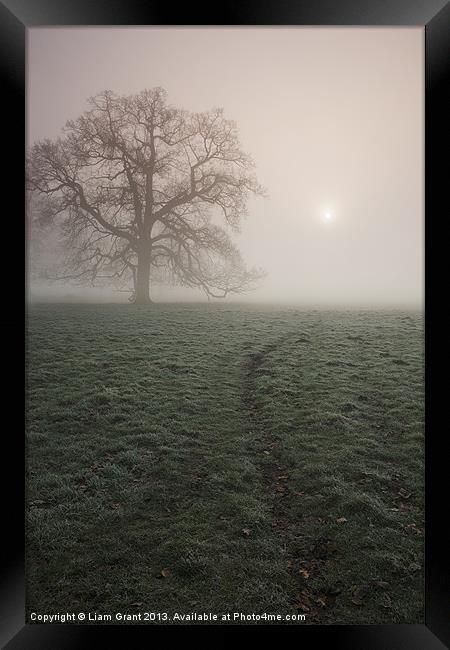 Sunrise and tree in heavy fog. Hilborough, Norfolk Framed Print by Liam Grant