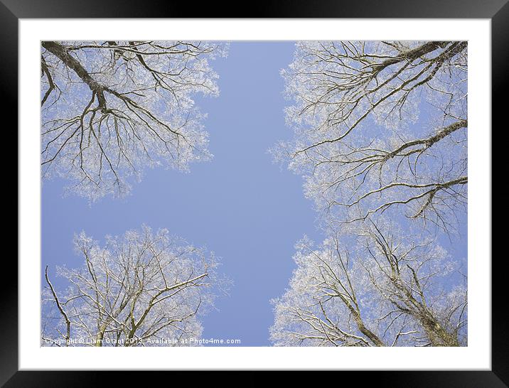 Frozen tree tops. Norfolk, UK. Framed Mounted Print by Liam Grant