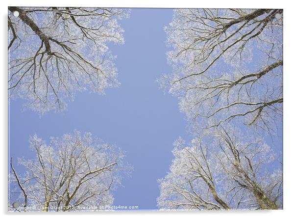 Frozen tree tops. Norfolk, UK. Acrylic by Liam Grant